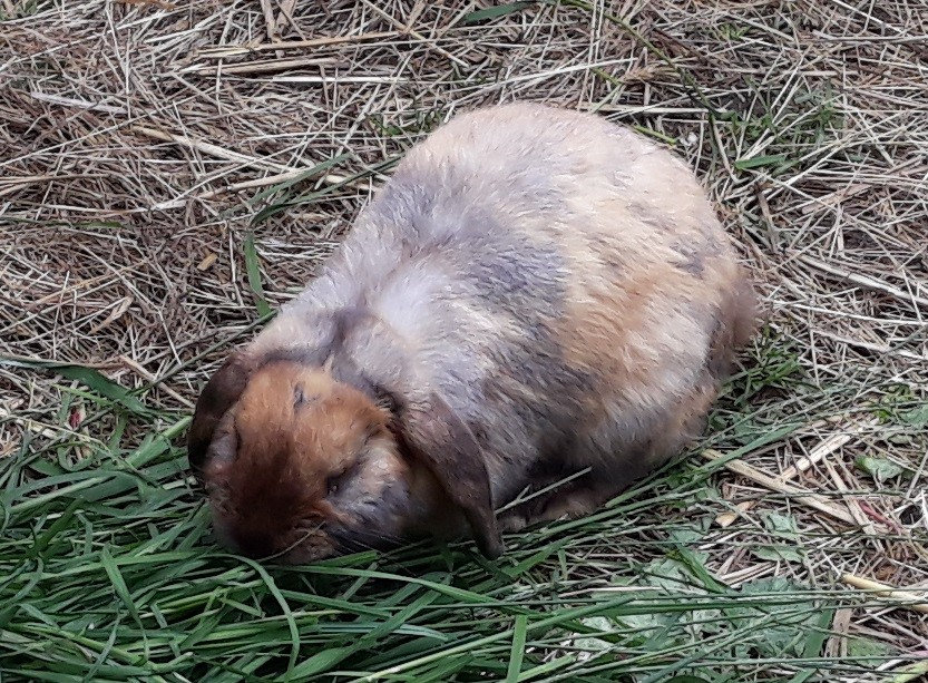 nom de la photo